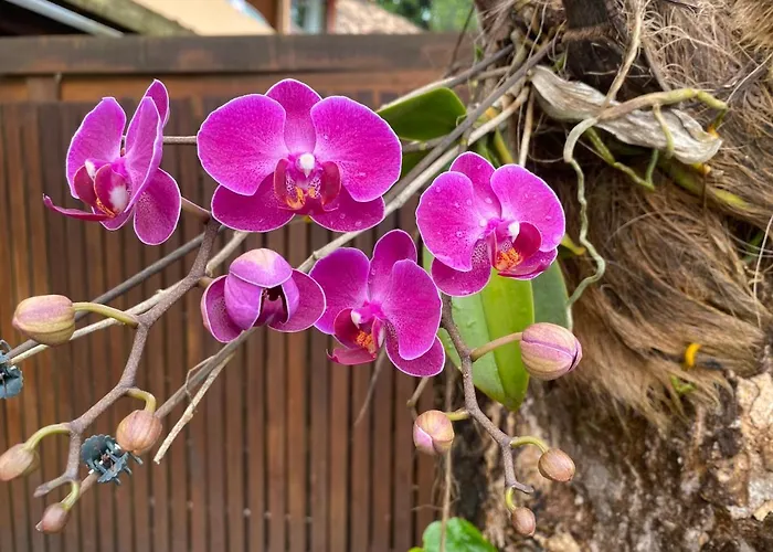 Flores Do Mar