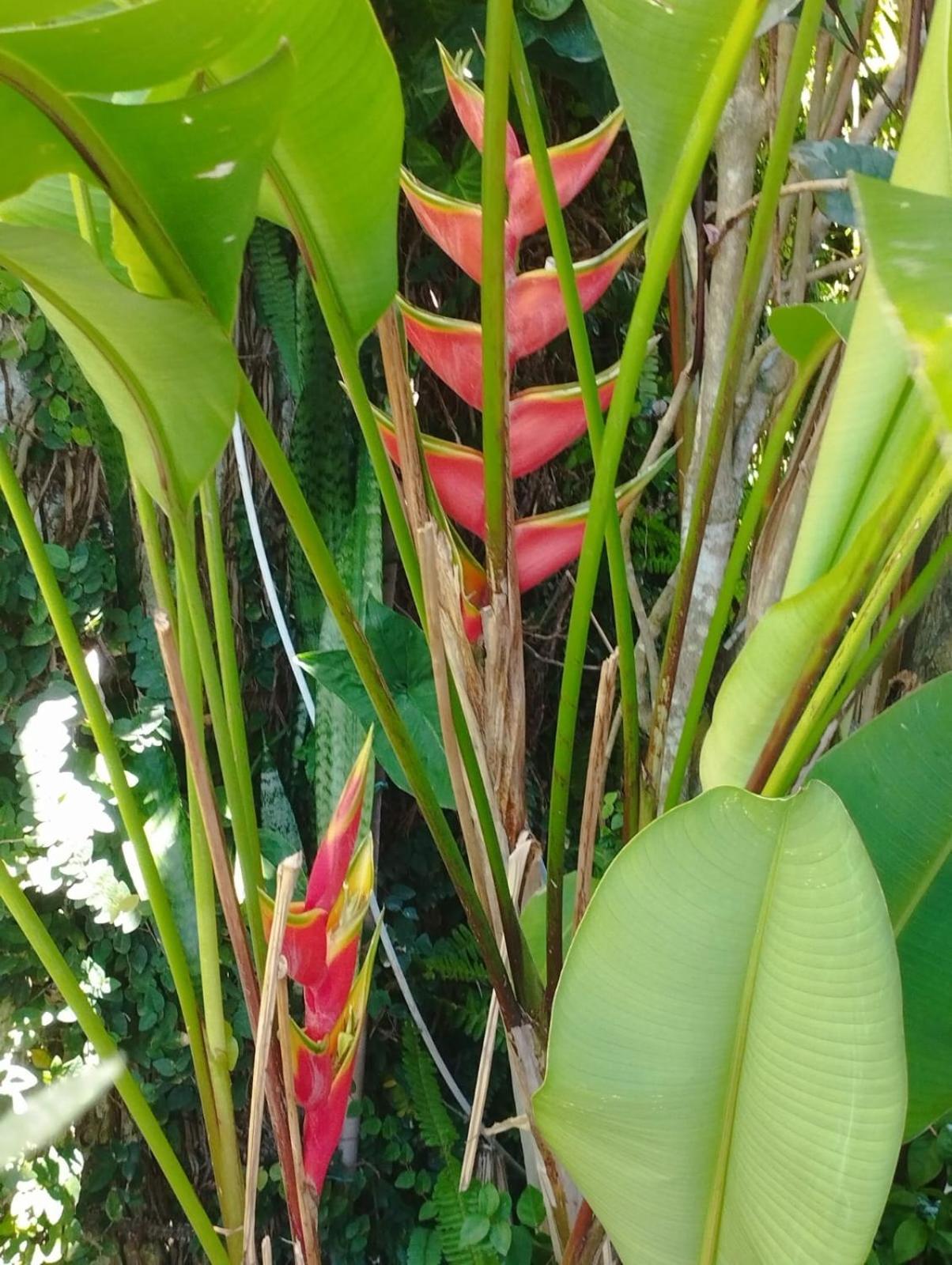 Canoeiros