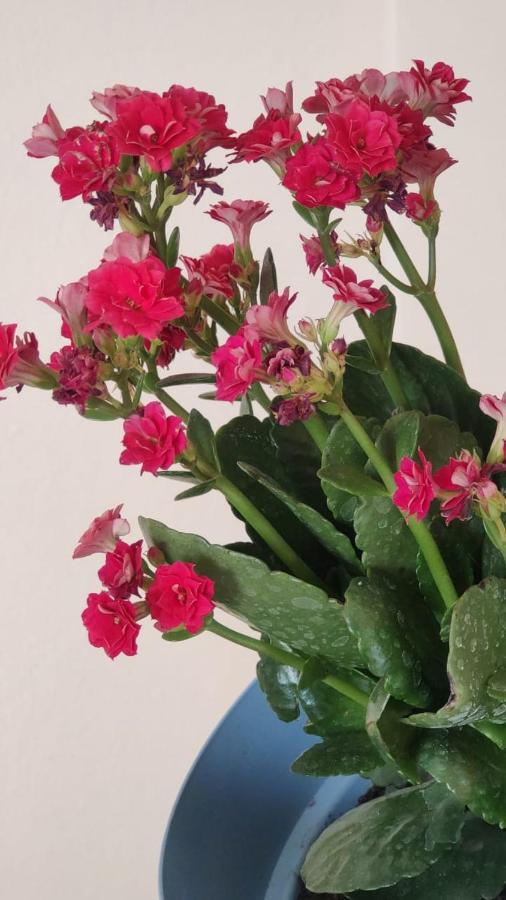 Bed & Breakfast Lua Mar Arraial D'ajuda Porto Seguro